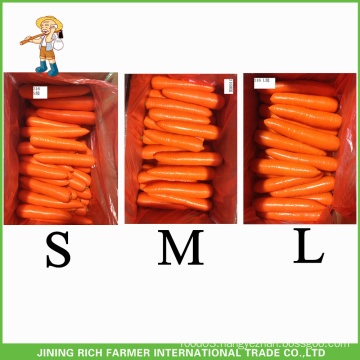 New Crop Chinese Fresh Carrot